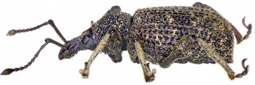 Réf. 250 196 : Otiorhynchus intrusus
